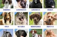 大型狗狗排行榜前十名 狗狗品种排名前十