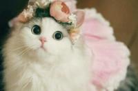 为什么很多人喜欢用猫狗做头像？ 狗狗头像男生专用
