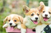 十大名犬名称？ 狗狗排名前十名