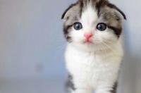 折耳猫多少钱一只不纯种 长春折耳猫多少钱一只