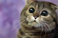 十大名贵猫英格兰折耳猫？ 苏格兰的折耳猫作品