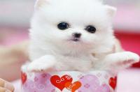 茶杯犬有一元的吗？ 茶杯犬 10元