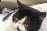 加菲猫是橘猫吗？ 加菲猫属于什么品种