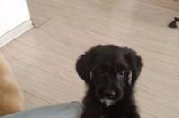 狗狗难产生不出来怎么办 狗专家在线咨询