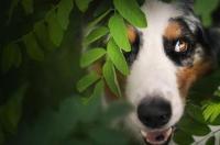 牧羊犬吃什么食物？ 牧羊犬喜欢吃什么饭