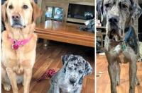 十大温顺巨型犬 中国十大巨型犬排行