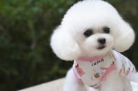 茶杯犬好养吗？养的话平常需要注意哪些呢？ 养茶杯犬要注意什么