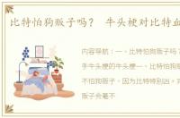 比特怕狗贩子吗？ 牛头梗对比特血腥一战