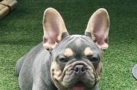 成都斗牛犬大概多少钱一只？ 中国斗牛犬价格多少钱一只