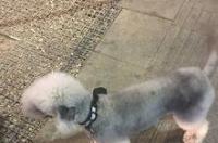 贝灵顿梗是可爱的混血绵羊犬，又能欣赏又能看家，可以简单介绍一下吗？ 贝林顿梗智商