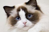 什么猫长的最好看 褴褛猫多少钱一只最便宜的