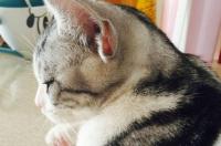 世界上品种最好的猫是什么？ 宠物猫什么品种的最好