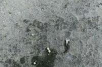 八哥吃蛆虫吗？ 八哥吃什么虫子