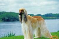 全身雪白长毛的大型犬？ 长毛猎犬阿富汗猎犬