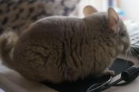 龙猫是猫科还是鼠科？ 宠物龙猫是什么猫
