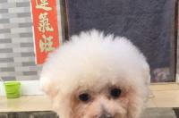 贵宾泰迪比熊博美哪种狗好 博美 比熊 泰迪哪个好