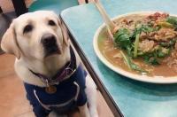中亚牧羊犬吃剩饭剩菜行吗？ 牧羊犬吃剩饭和剩菜吗
