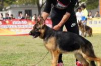 德牧十大狼王排名？ csv德国牧羊犬俱乐部电话