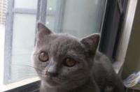 家有公猫可以直接养新母猫吗？ 新手女生适合养公猫还是母猫