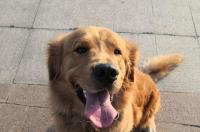 捡到一只金毛可以卖掉吗？ 捡到的金毛犬怎么养