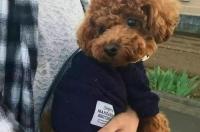 格灵犬速度快吗？ 灵缇犬怕冷吗