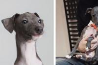 中国能不能养灵缇犬？ 意大利小灵缇适合家养吗