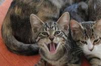 狸花猫咬手了怎么办？ 狸花猫多大才不咬人