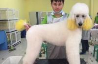 宠物美容难学吗？ 学宠物美容基本功