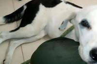 打架最厉害的狗前十名 库达犬对主人忠诚吗