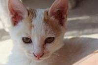 领养猫的平台？ 宠物猫领养平台