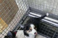 最近特别喜欢边境牧羊犬，边境牧羊犬为什么养的人少？ 边牧吧宠物吧