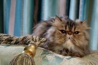 波斯猫瓷砖是几线品牌？ 波斯猫美缝剂