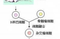 两月猫咪得了猫瘟用什么药治好？ 猫瘟热单克隆抗体