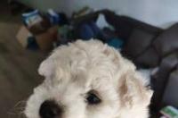 白色卷毛比熊犬多少钱？ 卷毛比熊犬多少钱一只白色的