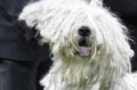 捷克狼犬在中国禁养吗 可蒙犬是哪个国家的