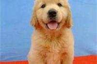 金毛幼犬多少一只？ 金毛幼犬的价格多少钱一只