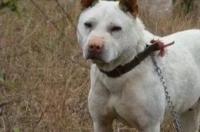 下司犬介绍？ 下司犬简介