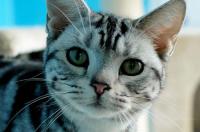 美国短毛猫和美国短毛猫区别？ 美国短毛猫特征