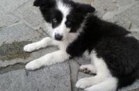 怎样挑选边牧幼犬 边境牧羊犬小狗
