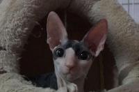德文卷毛猫什么颜色好看 柯尼斯卷毛猫什么颜色好