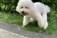 养比熊养公的好还是母的好？ 养比熊犬公的好还是母的好
