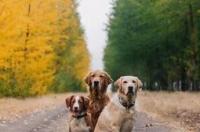 导盲犬金毛的外形特征？ 导盲犬金毛