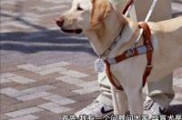 拉布拉多导盲犬和拉布拉多有什么区别？ 导盲犬拉布拉多