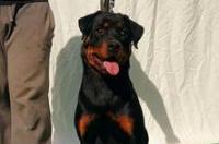 养加纳利犬好还是罗威纳犬好？ 购买罗威纳犬