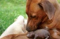 罗得西亚背脊犬的介绍？ 罗得西亚脊背犬和比特