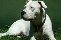 杜高犬适合家养吗 杜高犬特点情况 杜高犬的性格的缺点
