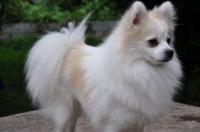 博美和泰迪的区别？ 博美犬和博美的区别