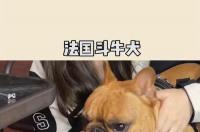 法斗公犬身长40标准吗？ 法国斗牛犬犬种标准