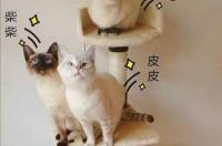 为什么虎斑暹罗好粘人？ 虎斑暹罗会糊吗