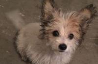 两个月大的蝴蝶犬该如何饲养呢 两个月的蝴蝶犬怎么训练